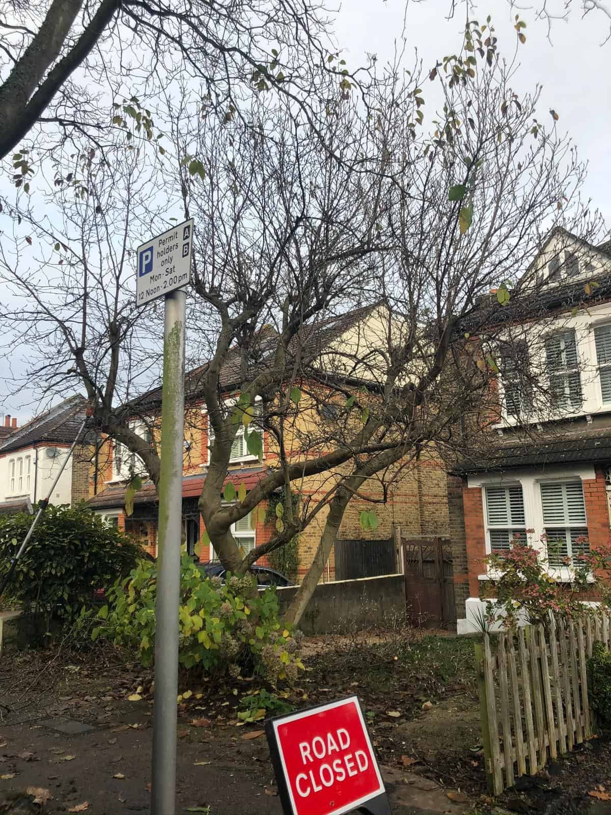 Tree Surgery - Croydon