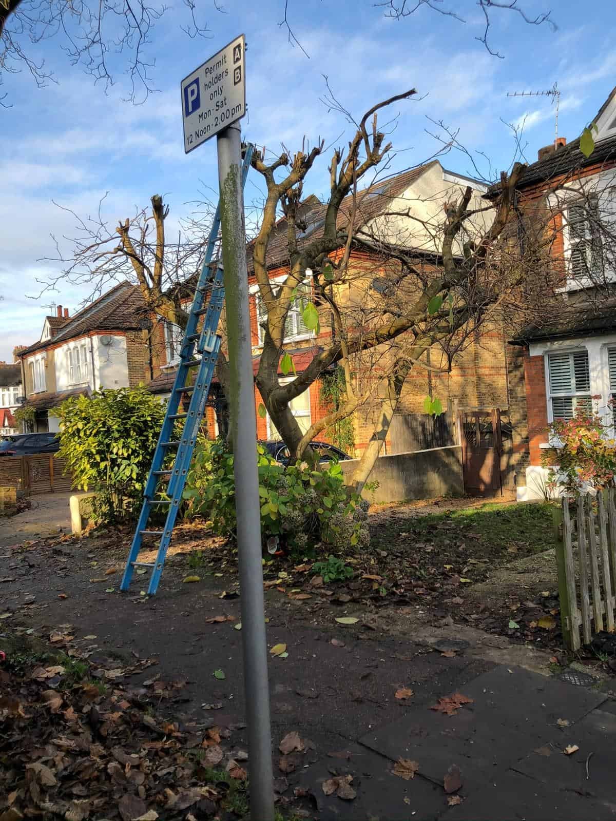 Tree Surgery - Croydon