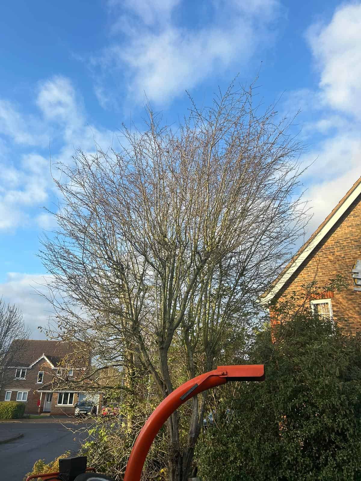 Tree Surgery - Croydon