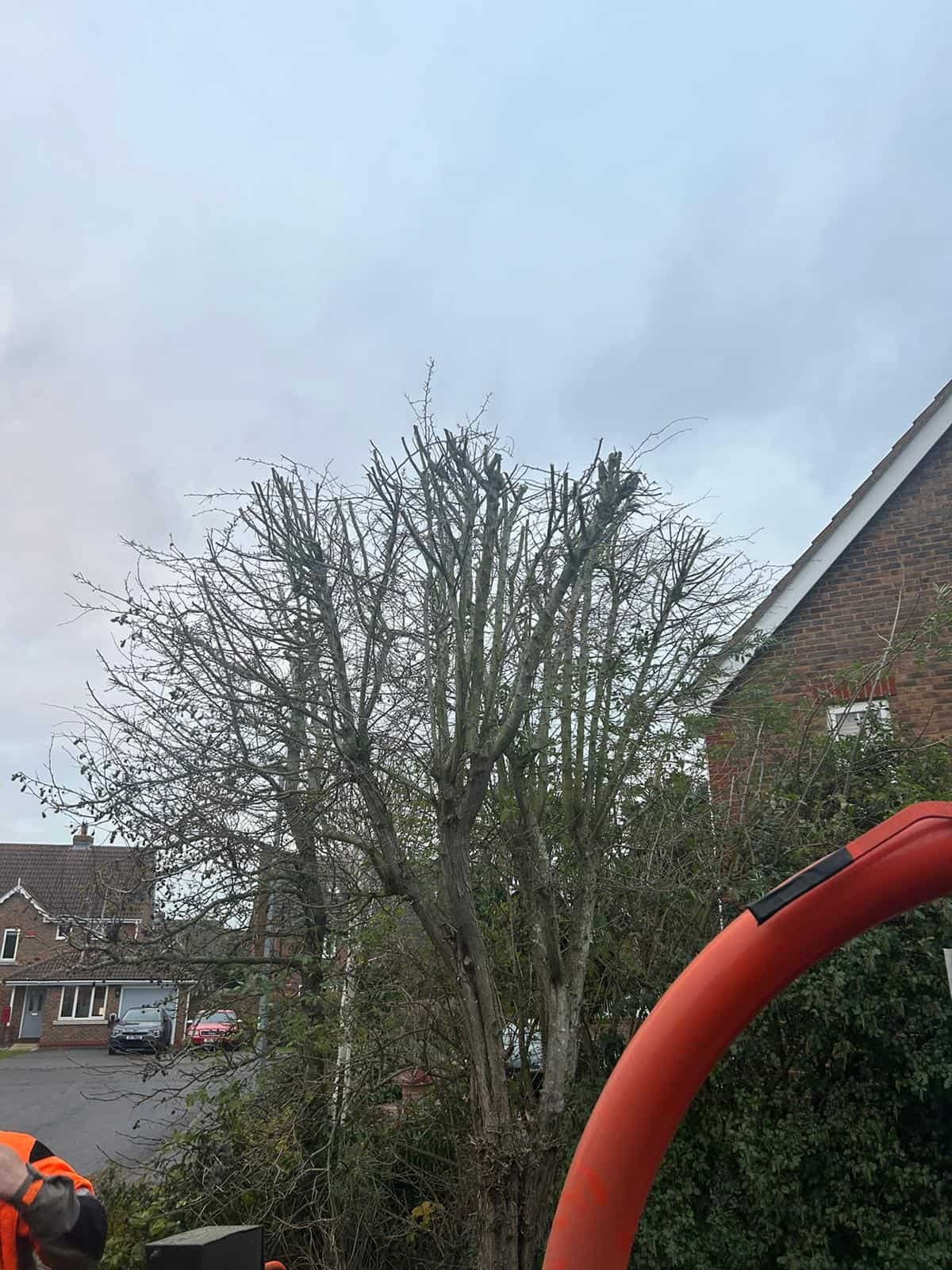 Tree Surgery - Croydon