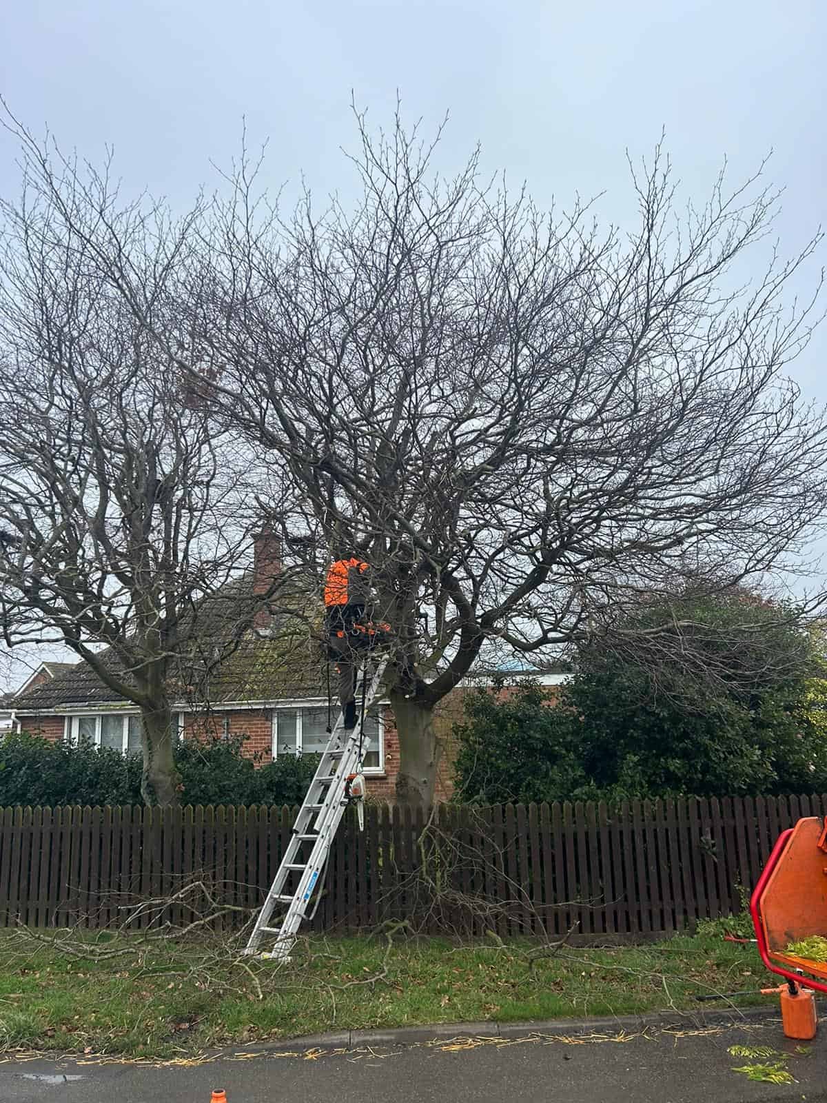 Tree Surgery - Croydon