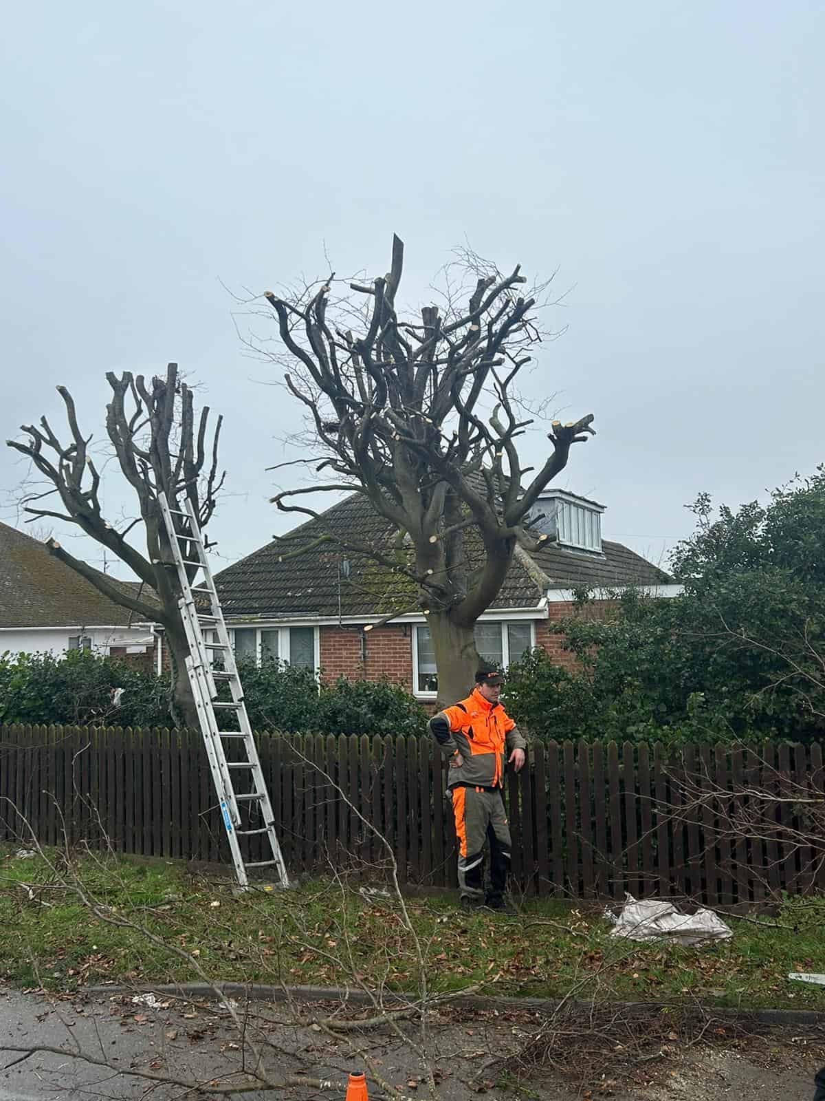 Tree Surgery - Croydon