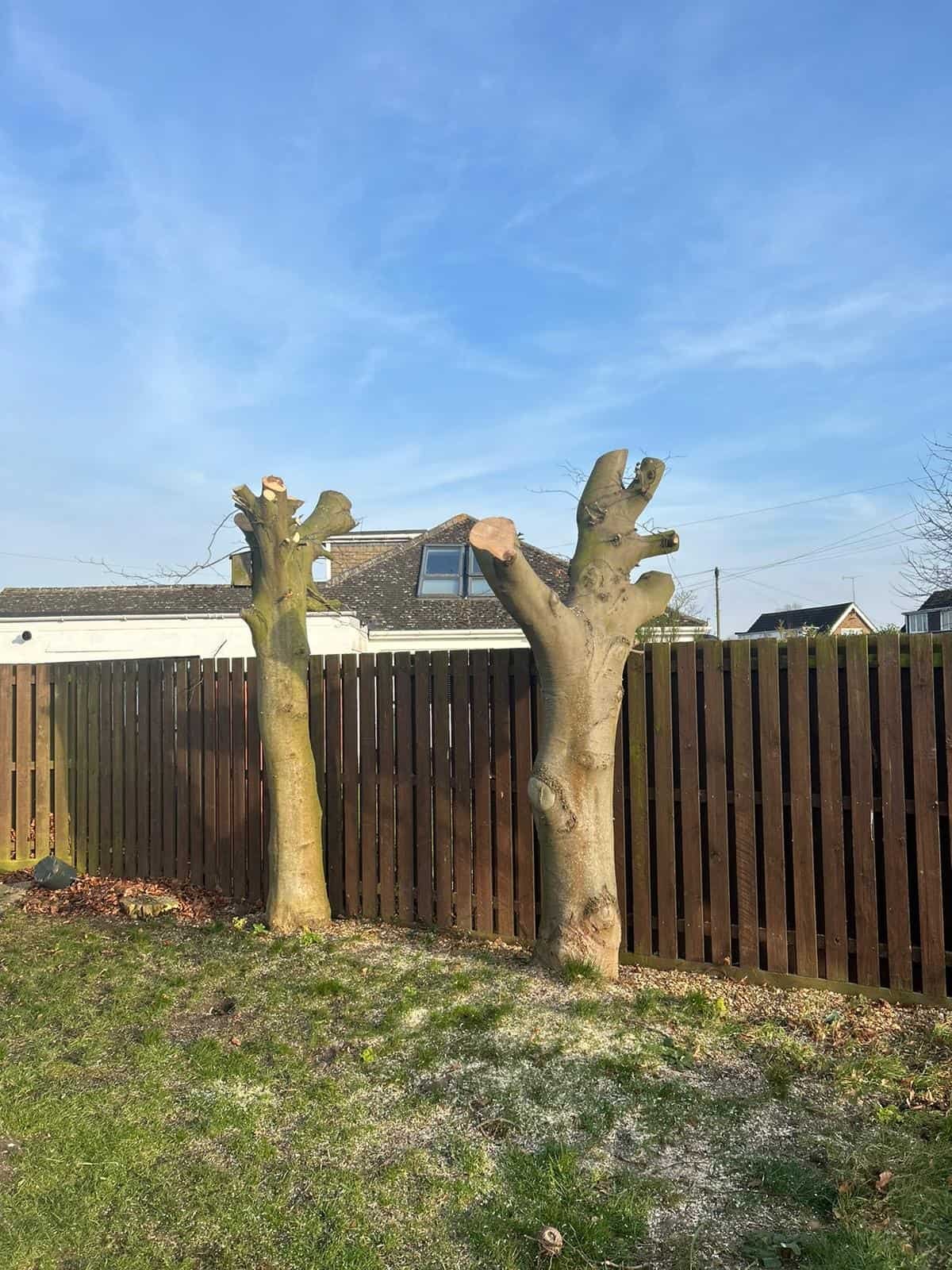 Tree Surgery Croydon