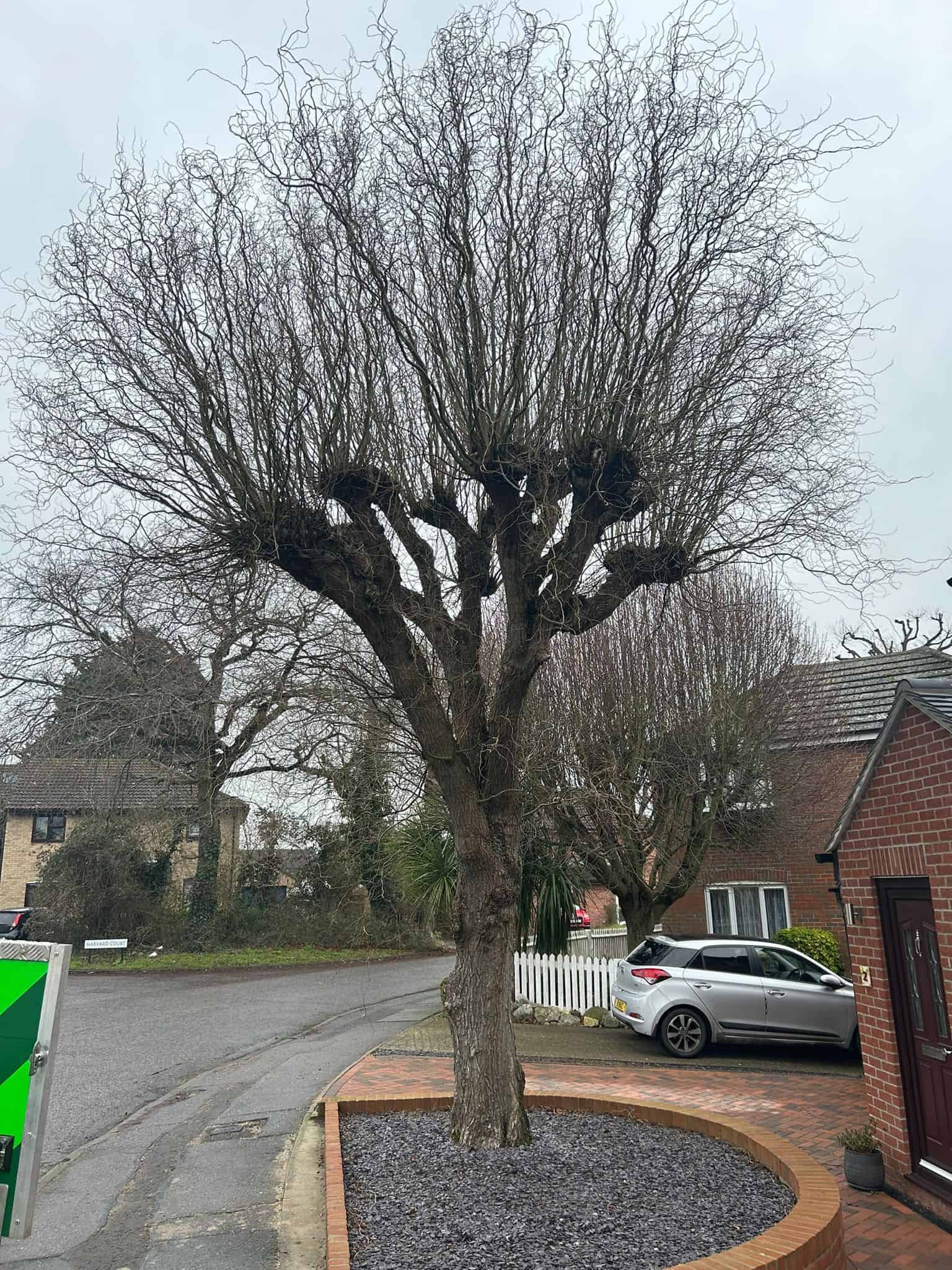 Tree Surgery - Croydon