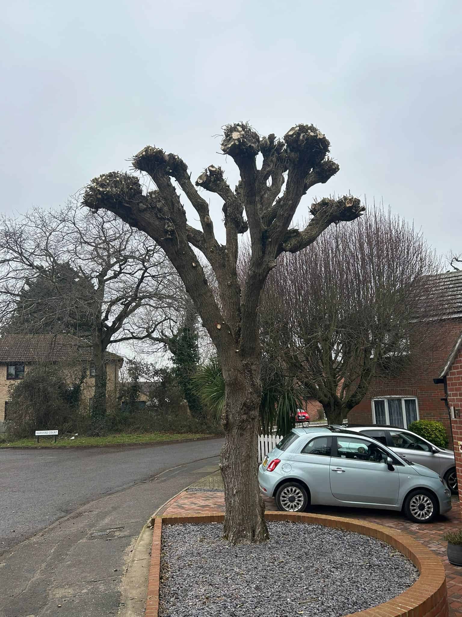 Tree Surgery - Croydon