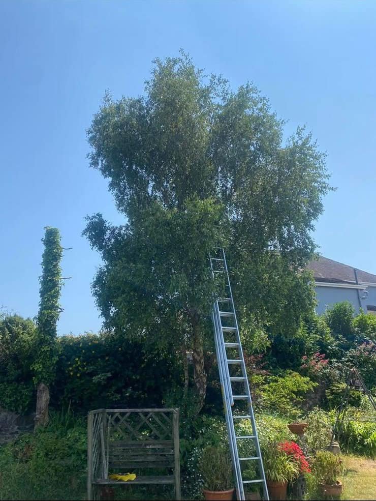 HLM Tree & Garden Services - Croydon