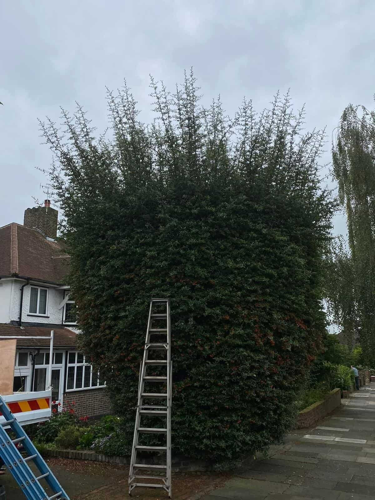 HLM Tree & Garden Services - Croydon