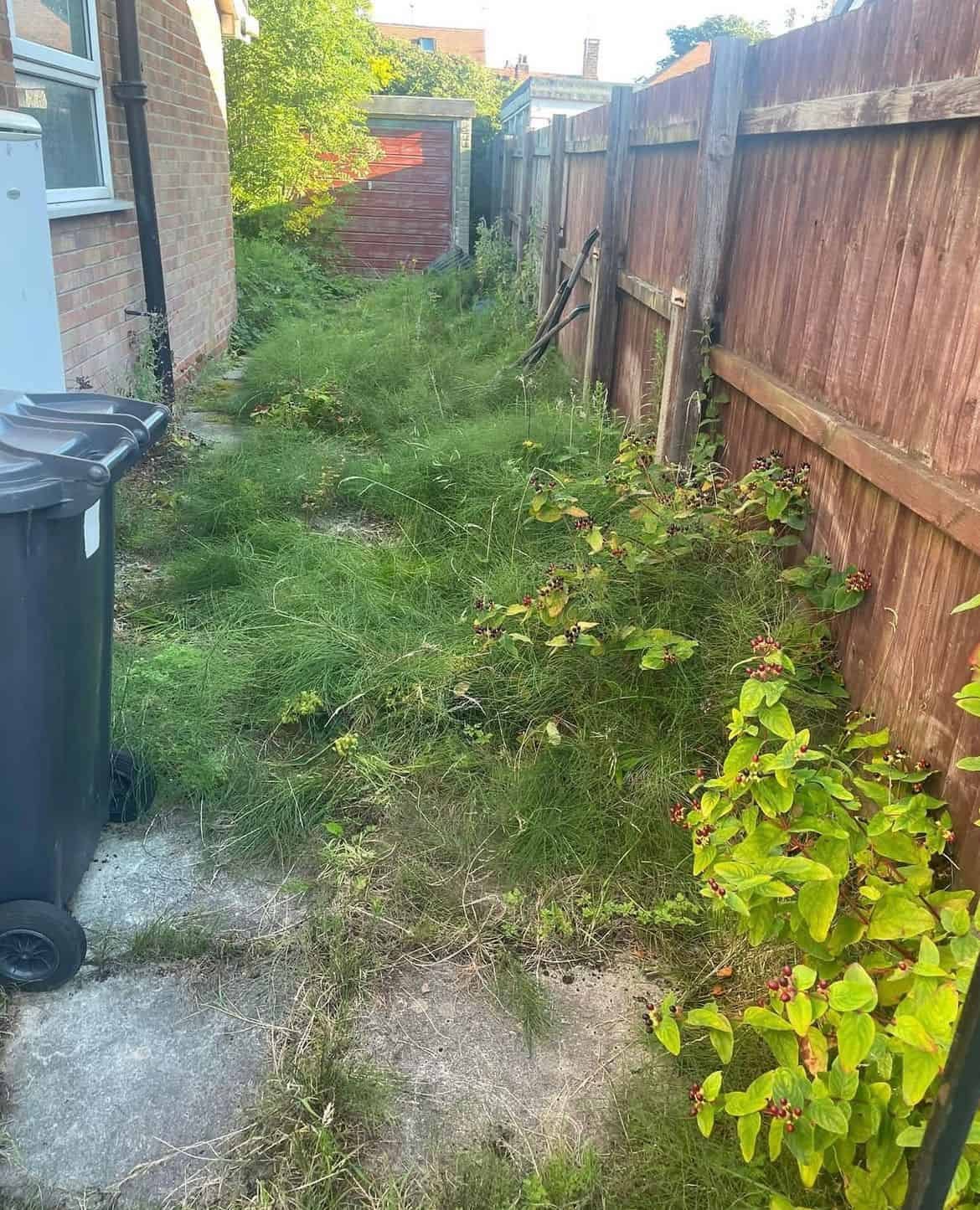 Tree Surgery Croydon