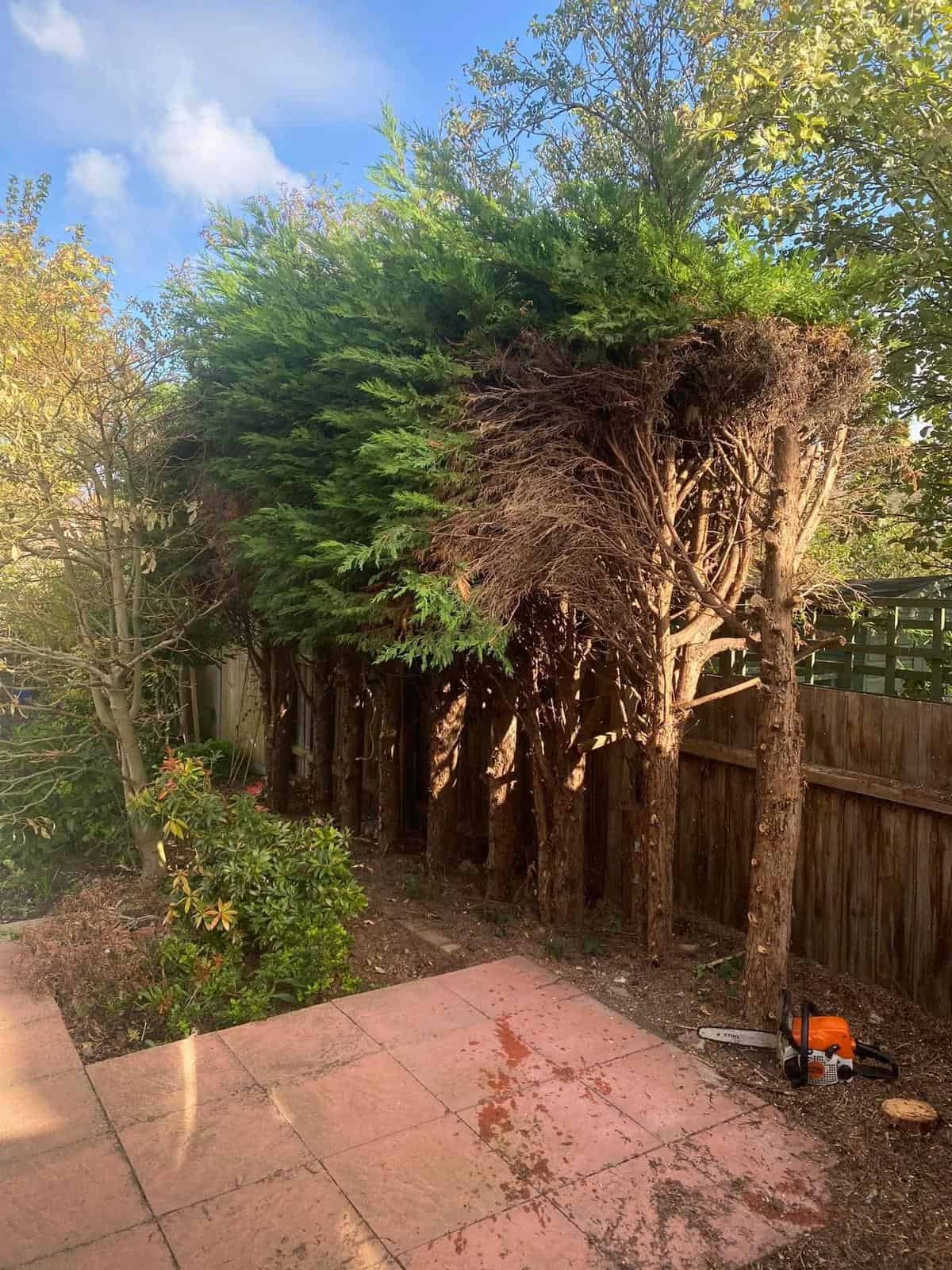 Tree Removal Croydon