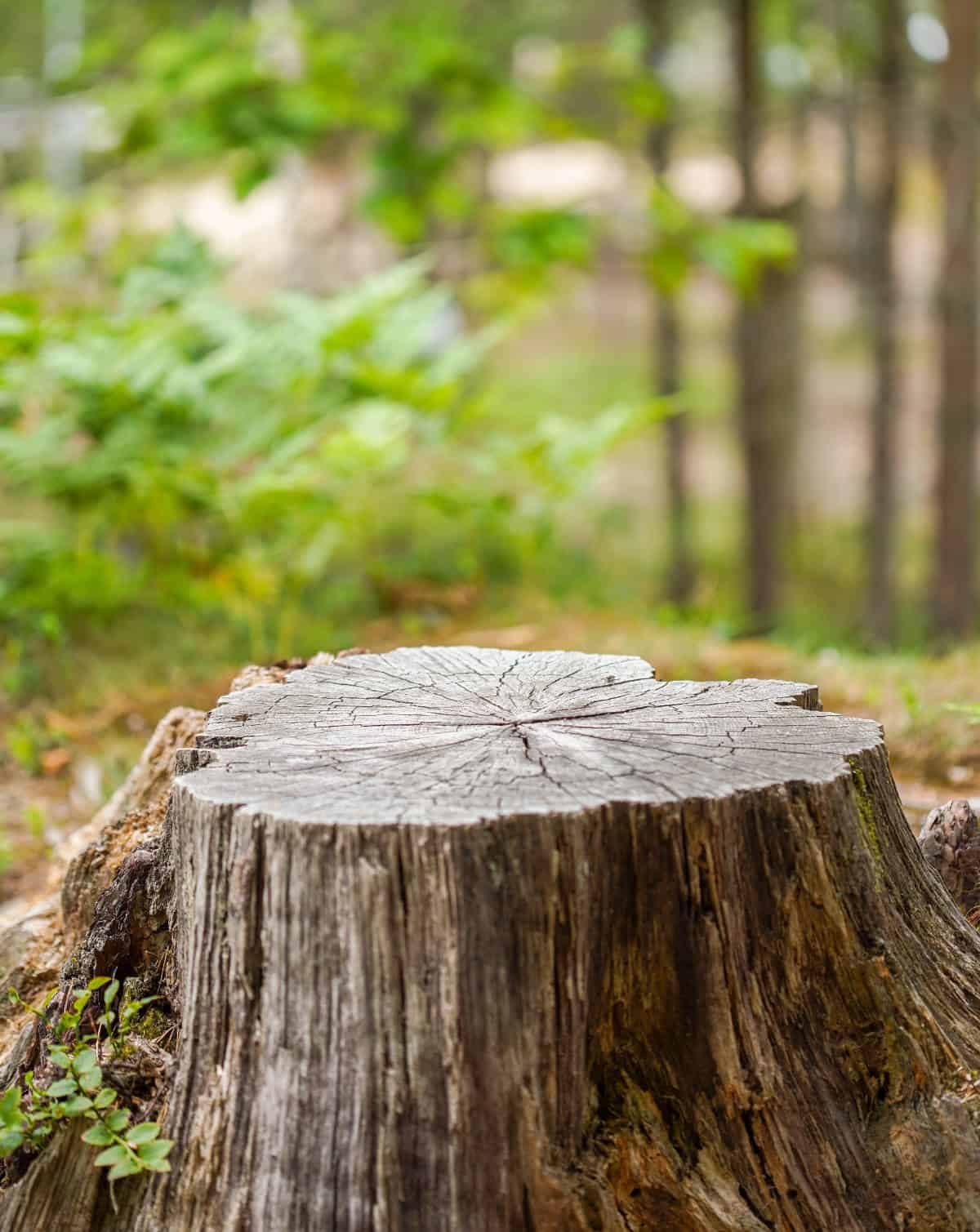 Stump grinding croydon